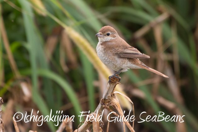 12%e6%9c%886%e6%97%a5%e7%9f%b3%e5%9e%a3%e5%b3%b6%e3%83%90%e3%83%bc%e3%83%89%e3%82%a6%e3%82%aa%e3%83%83%e3%83%81%e3%83%b3%e3%82%b0%ef%bc%86%e9%87%8e%e9%b3%a5%e6%92%ae%e5%bd%b1%e3%82%ac%e3%82%a4