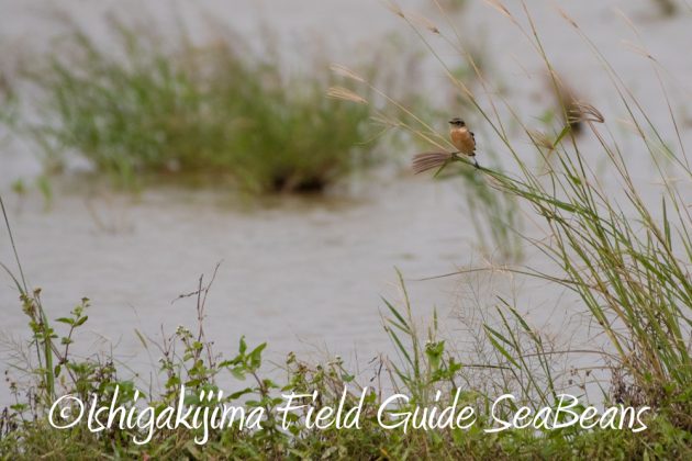 12%e6%9c%886%e6%97%a5%e7%9f%b3%e5%9e%a3%e5%b3%b6%e3%83%90%e3%83%bc%e3%83%89%e3%82%a6%e3%82%aa%e3%83%83%e3%83%81%e3%83%b3%e3%82%b0%ef%bc%86%e9%87%8e%e9%b3%a5%e6%92%ae%e5%bd%b1%e3%82%ac%e3%82%a4