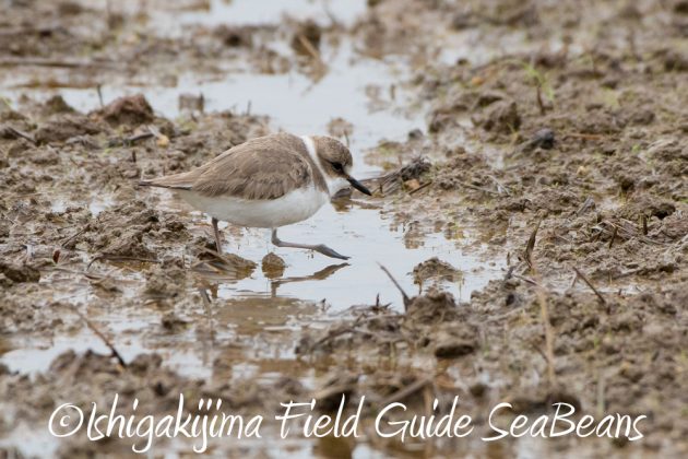 12%e6%9c%886%e6%97%a5%e7%9f%b3%e5%9e%a3%e5%b3%b6%e3%83%90%e3%83%bc%e3%83%89%e3%82%a6%e3%82%aa%e3%83%83%e3%83%81%e3%83%b3%e3%82%b0%ef%bc%86%e9%87%8e%e9%b3%a5%e6%92%ae%e5%bd%b1%e3%82%ac%e3%82%a4