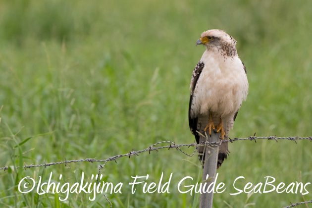 12%e6%9c%887%e6%97%a5%e7%9f%b3%e5%9e%a3%e5%b3%b6%e3%83%90%e3%83%bc%e3%83%89%e3%82%a6%e3%82%aa%e3%83%83%e3%83%81%e3%83%b3%e3%82%b0%ef%bc%86%e9%87%8e%e9%b3%a5%e6%92%ae%e5%bd%b1%e3%82%ac%e3%82%a4