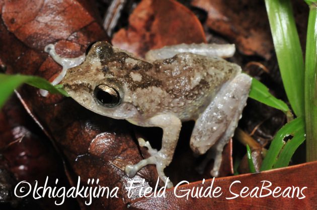 12%e6%9c%884%e6%97%a5%e7%9f%b3%e5%9e%a3%e5%b3%b6%e3%83%8a%e3%82%a4%e3%83%88%e3%83%84%e3%82%a2%e3%83%bc4