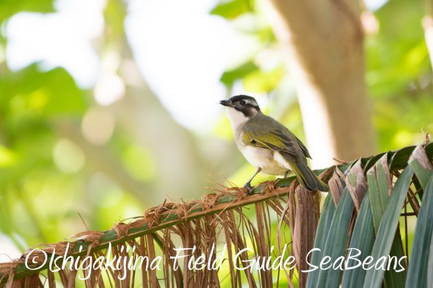 12%e6%9c%884%e6%97%a5%e7%9f%b3%e5%9e%a3%e5%b3%b6%e3%83%90%e3%83%bc%e3%83%89%e3%82%a6%e3%82%aa%e3%83%83%e3%83%81%e3%83%b3%e3%82%b0%ef%bc%86%e9%87%8e%e9%b3%a5%e6%92%ae%e5%bd%b1%e3%82%ac%e3%82%a4