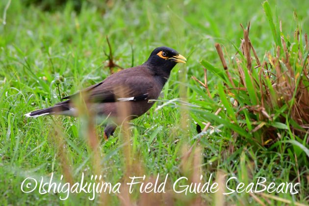 12%e6%9c%881%e6%97%a5%e7%9f%b3%e5%9e%a3%e5%b3%b6%e3%83%90%e3%83%bc%e3%83%89%e3%82%a6%e3%82%aa%e3%83%83%e3%83%81%e3%83%b3%e3%82%b0%ef%bc%86%e9%87%8e%e9%b3%a5%e6%92%ae%e5%bd%b1%e3%82%ac%e3%82%a4