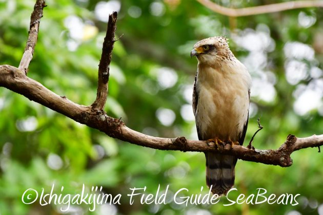 12%e6%9c%886%e6%97%a5%e7%9f%b3%e5%9e%a3%e5%b3%b6%e3%83%90%e3%83%bc%e3%83%89%e3%82%a6%e3%82%aa%e3%83%83%e3%83%81%e3%83%b3%e3%82%b0%ef%bc%86%e9%87%8e%e9%b3%a5%e6%92%ae%e5%bd%b1%e3%82%ac%e3%82%a4