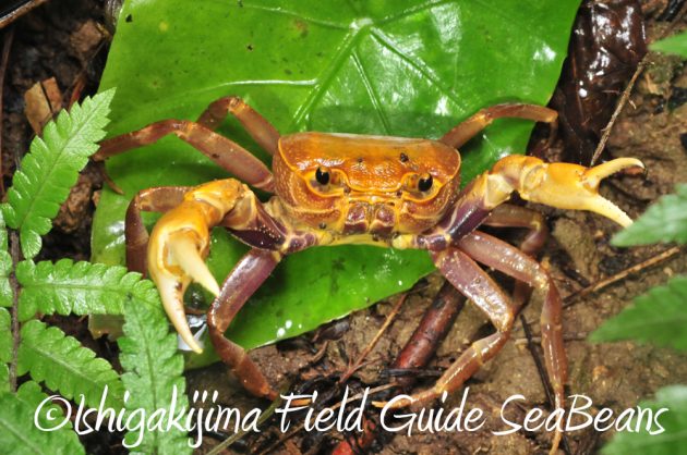 12%e6%9c%884%e6%97%a5%e7%9f%b3%e5%9e%a3%e5%b3%b6%e3%83%8a%e3%82%a4%e3%83%88%e3%83%84%e3%82%a2%e3%83%bc14