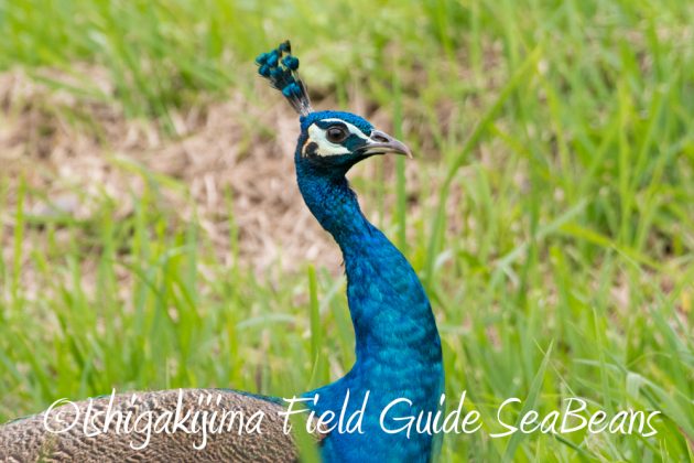 12%e6%9c%884%e6%97%a5%e7%9f%b3%e5%9e%a3%e5%b3%b6%e3%83%90%e3%83%bc%e3%83%89%e3%82%a6%e3%82%aa%e3%83%83%e3%83%81%e3%83%b3%e3%82%b0%ef%bc%86%e9%87%8e%e9%b3%a5%e6%92%ae%e5%bd%b1%e3%82%ac%e3%82%a4