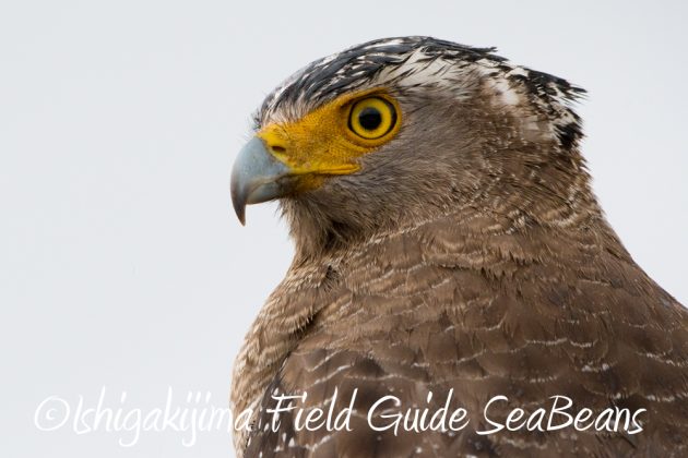 12%e6%9c%884%e6%97%a5%e7%9f%b3%e5%9e%a3%e5%b3%b6%e3%83%90%e3%83%bc%e3%83%89%e3%82%a6%e3%82%aa%e3%83%83%e3%83%81%e3%83%b3%e3%82%b0%ef%bc%86%e9%87%8e%e9%b3%a5%e6%92%ae%e5%bd%b1%e3%82%ac%e3%82%a4