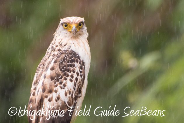 12%e6%9c%881%e6%97%a5%e7%9f%b3%e5%9e%a3%e5%b3%b6%e3%83%90%e3%83%bc%e3%83%89%e3%82%a6%e3%82%aa%e3%83%83%e3%83%81%e3%83%b3%e3%82%b0%ef%bc%86%e9%87%8e%e9%b3%a5%e6%92%ae%e5%bd%b1%e3%82%ac%e3%82%a4