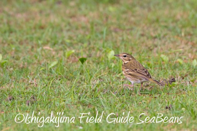 12%e6%9c%881%e6%97%a5%e7%9f%b3%e5%9e%a3%e5%b3%b6%e3%83%90%e3%83%bc%e3%83%89%e3%82%a6%e3%82%aa%e3%83%83%e3%83%81%e3%83%b3%e3%82%b0%ef%bc%86%e9%87%8e%e9%b3%a5%e6%92%ae%e5%bd%b1%e3%82%ac%e3%82%a4