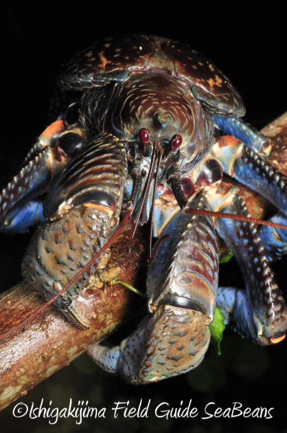 12%e6%9c%884%e6%97%a5%e7%9f%b3%e5%9e%a3%e5%b3%b6%e3%83%8a%e3%82%a4%e3%83%88%e3%83%84%e3%82%a2%e3%83%bc13