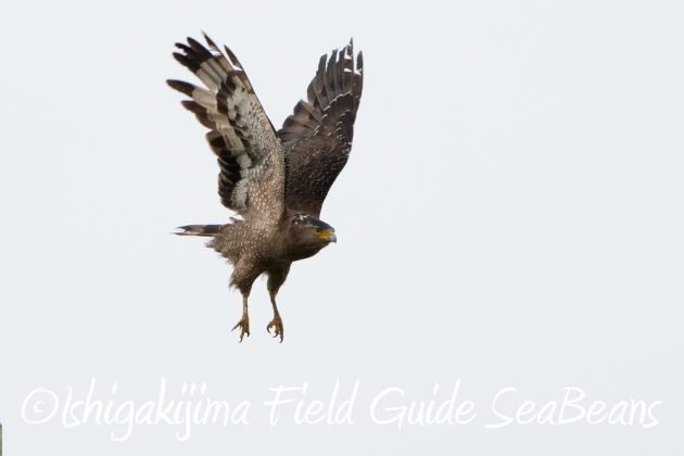 12%e6%9c%887%e6%97%a5%e7%9f%b3%e5%9e%a3%e5%b3%b6%e3%83%90%e3%83%bc%e3%83%89%e3%82%a6%e3%82%aa%e3%83%83%e3%83%81%e3%83%b3%e3%82%b0%ef%bc%86%e9%87%8e%e9%b3%a5%e6%92%ae%e5%bd%b1%e3%82%ac%e3%82%a4