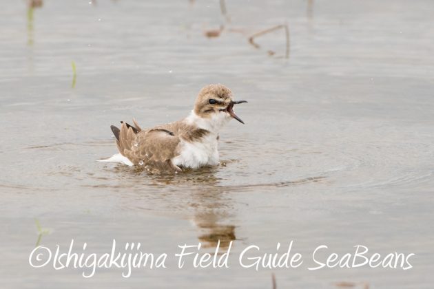 12%e6%9c%884%e6%97%a5%e7%9f%b3%e5%9e%a3%e5%b3%b6%e3%83%90%e3%83%bc%e3%83%89%e3%82%a6%e3%82%aa%e3%83%83%e3%83%81%e3%83%b3%e3%82%b0%ef%bc%86%e9%87%8e%e9%b3%a5%e6%92%ae%e5%bd%b1%e3%82%ac%e3%82%a4