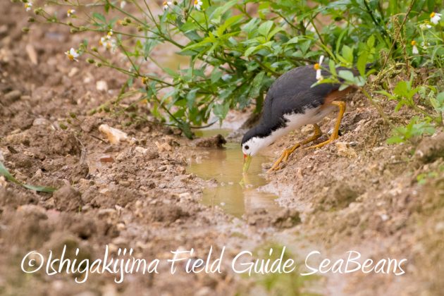 12%e6%9c%886%e6%97%a5%e7%9f%b3%e5%9e%a3%e5%b3%b6%e3%83%90%e3%83%bc%e3%83%89%e3%82%a6%e3%82%aa%e3%83%83%e3%83%81%e3%83%b3%e3%82%b0%ef%bc%86%e9%87%8e%e9%b3%a5%e6%92%ae%e5%bd%b1%e3%82%ac%e3%82%a4