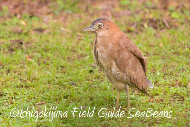 12%e6%9c%881%e6%97%a5%e7%9f%b3%e5%9e%a3%e5%b3%b6%e3%83%90%e3%83%bc%e3%83%89%e3%82%a6%e3%82%aa%e3%83%83%e3%83%81%e3%83%b3%e3%82%b0%ef%bc%86%e9%87%8e%e9%b3%a5%e6%92%ae%e5%bd%b1%e3%82%ac%e3%82%a4