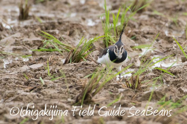 12%e6%9c%886%e6%97%a5%e7%9f%b3%e5%9e%a3%e5%b3%b6%e3%83%90%e3%83%bc%e3%83%89%e3%82%a6%e3%82%aa%e3%83%83%e3%83%81%e3%83%b3%e3%82%b0%ef%bc%86%e9%87%8e%e9%b3%a5%e6%92%ae%e5%bd%b1%e3%82%ac%e3%82%a4