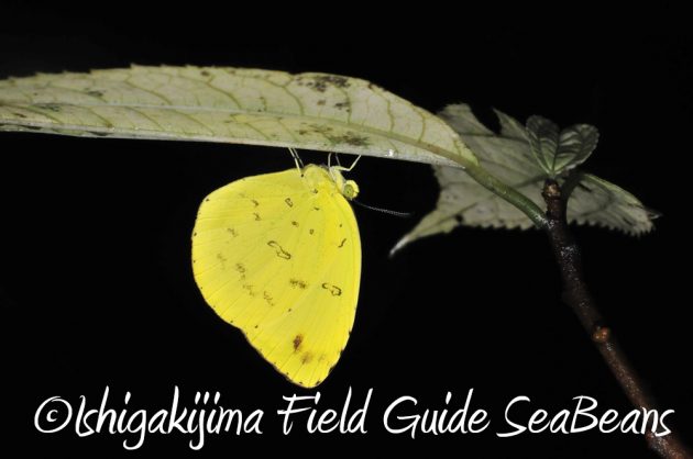 12%e6%9c%884%e6%97%a5%e7%9f%b3%e5%9e%a3%e5%b3%b6%e3%83%8a%e3%82%a4%e3%83%88%e3%83%84%e3%82%a2%e3%83%bc9