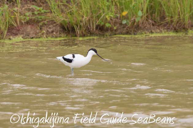 12%e6%9c%881%e6%97%a5%e7%9f%b3%e5%9e%a3%e5%b3%b6%e3%83%90%e3%83%bc%e3%83%89%e3%82%a6%e3%82%aa%e3%83%83%e3%83%81%e3%83%b3%e3%82%b0%ef%bc%86%e9%87%8e%e9%b3%a5%e6%92%ae%e5%bd%b1%e3%82%ac%e3%82%a4