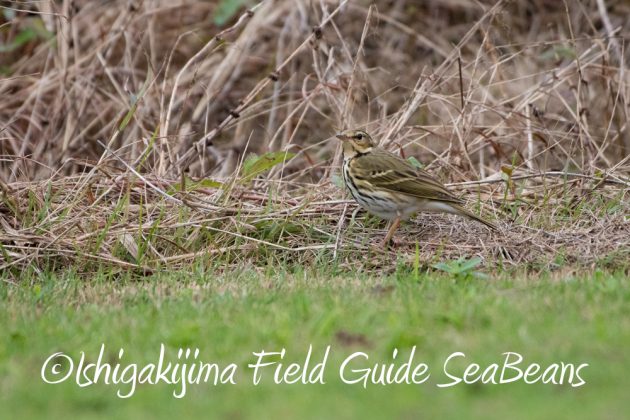 12%e6%9c%886%e6%97%a5%e7%9f%b3%e5%9e%a3%e5%b3%b6%e3%83%90%e3%83%bc%e3%83%89%e3%82%a6%e3%82%aa%e3%83%83%e3%83%81%e3%83%b3%e3%82%b0%ef%bc%86%e9%87%8e%e9%b3%a5%e6%92%ae%e5%bd%b1%e3%82%ac%e3%82%a4