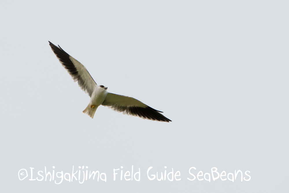 石垣島の野鳥たちを求めて。バードウオッチング＆野鳥撮影ツアー！！