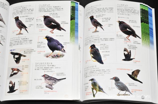 比べて識別！野鳥図鑑６７０第2版