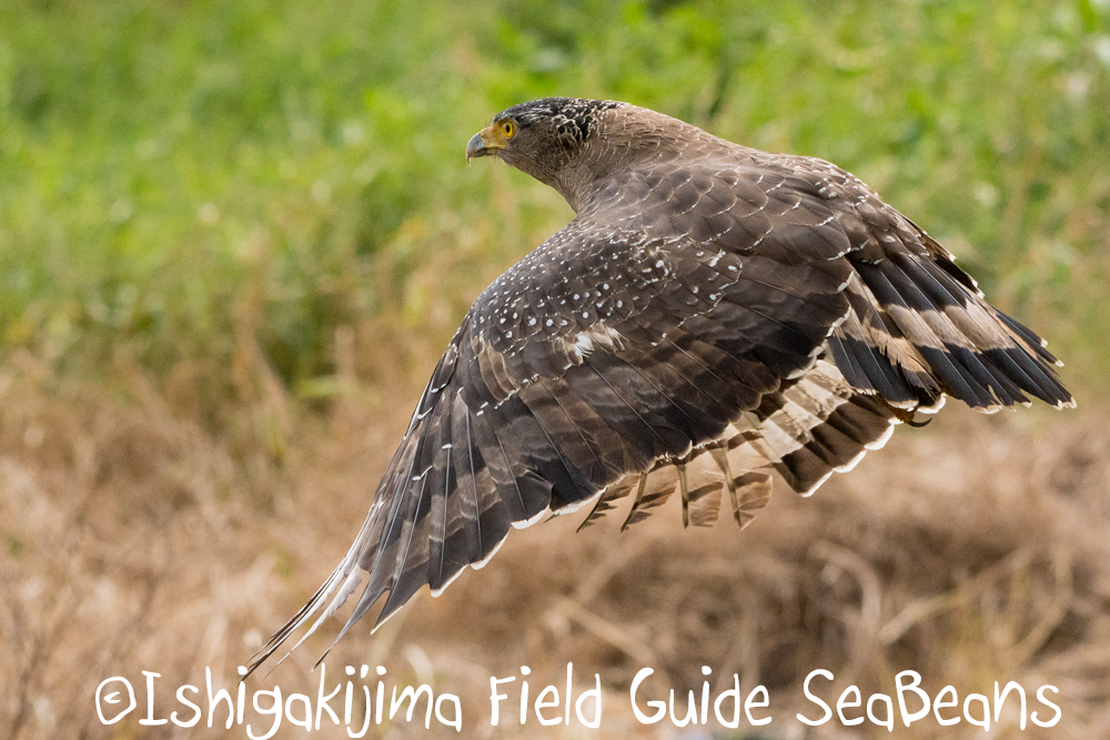カンムリワシと石垣島の野鳥たち！！バードウオッチング＆野鳥撮影ガイド。