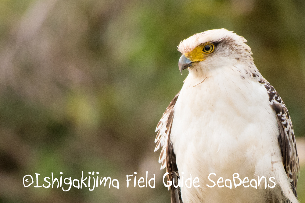 石垣島の野鳥を求めて！！バードウオッチング＆野鳥撮影ガイド。
