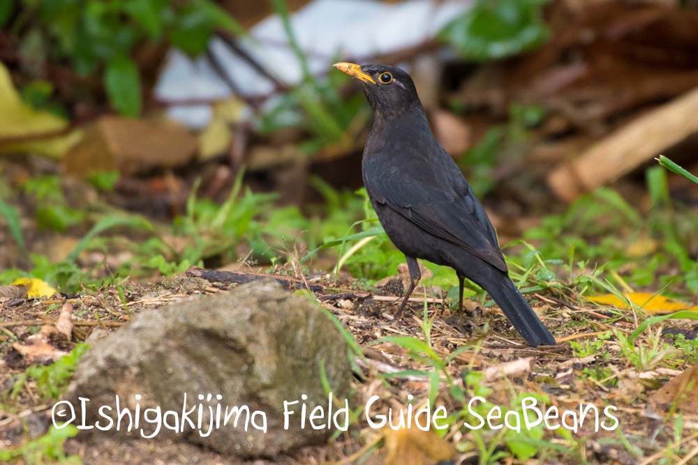 今日も悪天候！！石垣島の野鳥とヤツガシラを求めて！！バードウオッチング＆野鳥撮影ガイド。
