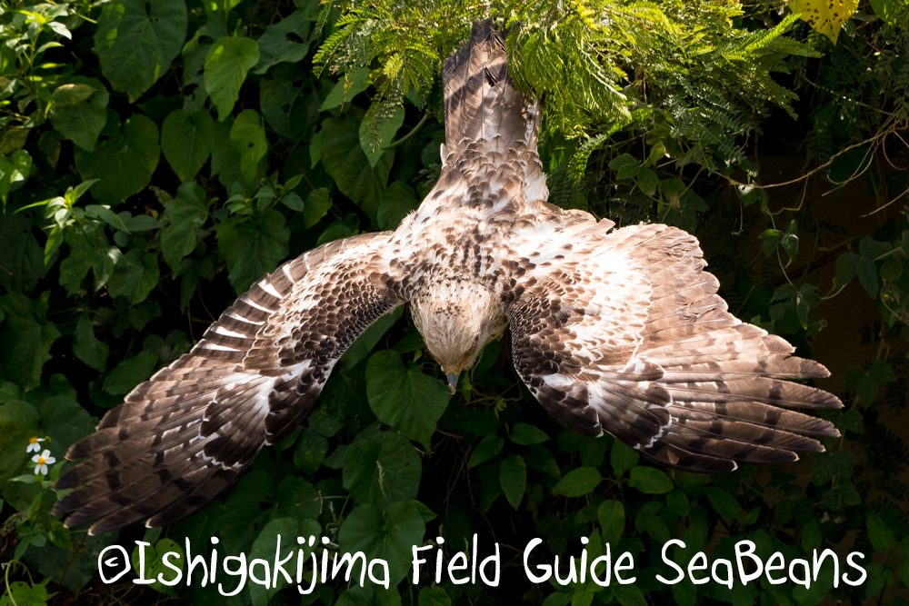 カタグロトビと石垣島の野鳥たち！！バードウオッチング＆野鳥撮影ガイド。