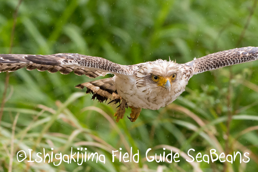 雨でも出会い盛り沢山！！カタグロトビや石垣島の野鳥たち！！バードウオッチング＆野鳥撮影ツアー。