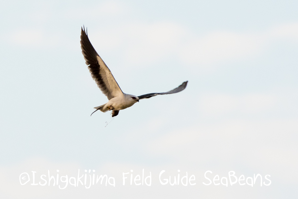カンムリワシと石垣島の野鳥たち！！バードウオッチング＆野鳥撮影ガイド。