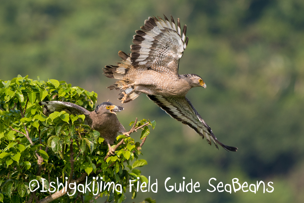 カタグロトビと石垣島の野鳥を求めて！！バードウオッチング＆野鳥撮影ガイド！！