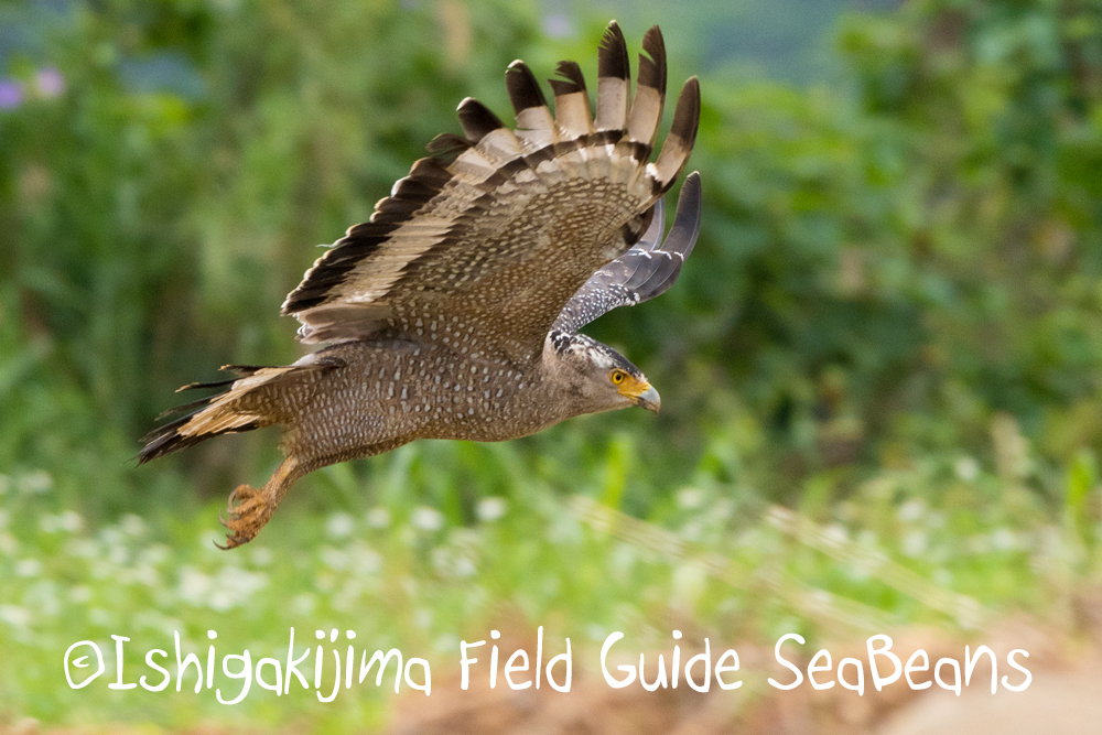 石垣島の野鳥を求めて駆け巡る!!バードウオッチング＆野鳥撮影ツアー。