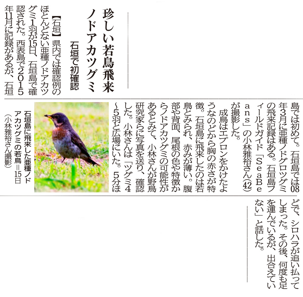 珍しい若鳥飛来　ノドアカツグミ　沖縄タイムス
