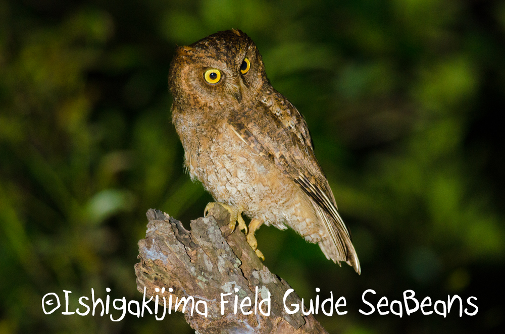 石垣島の夜も楽しいバードウオッチング＆野鳥撮影ナイトツアー。