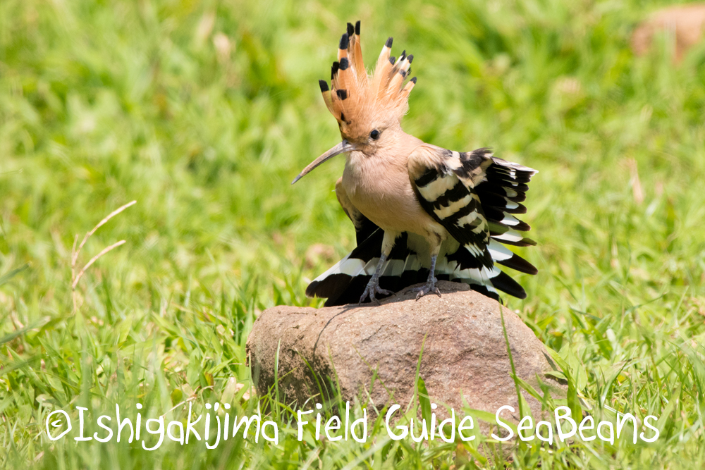 カタグロトビにカンムリワシ、クロウタドリも沢山！！バードウオッチング＆野鳥撮影ガイド。