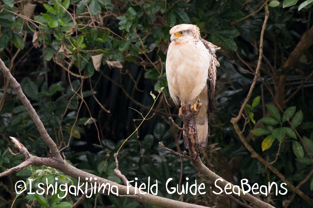 今日も寒い！！石垣島の野鳥を求めて！！バードウオッチング＆野鳥撮影ガイド。