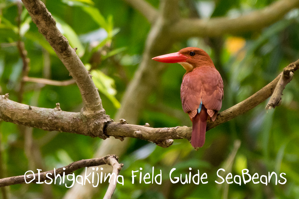 リュウキュウアカショウビンと石垣島の野鳥を求めて！！野鳥撮影＆観察ガイド。