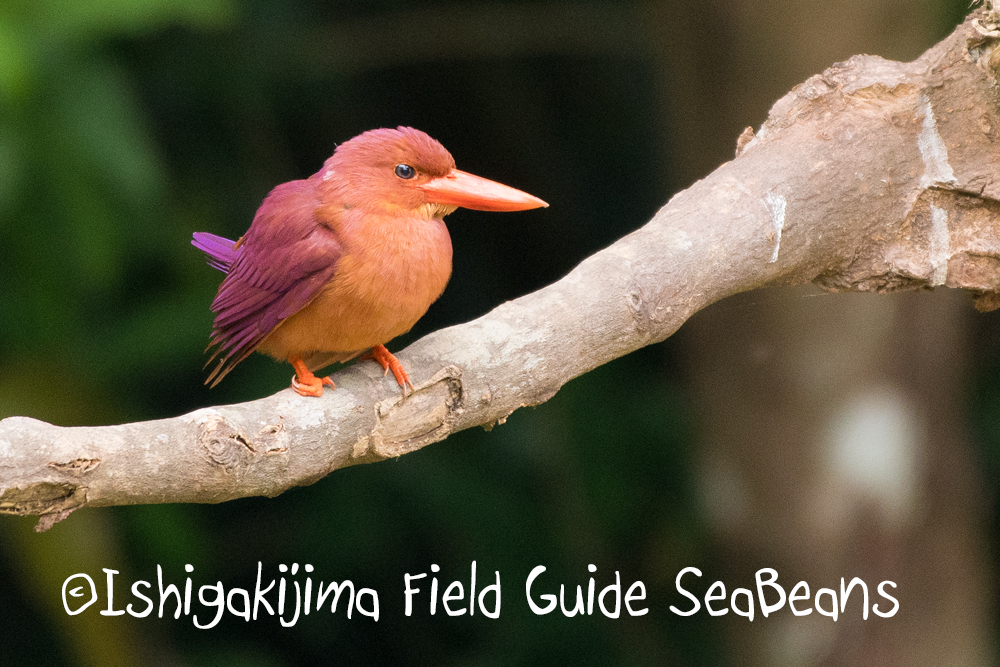 カンムリワシと石垣島の野鳥たち盛り沢山！！バードウオッチング＆野鳥撮影ガイド。