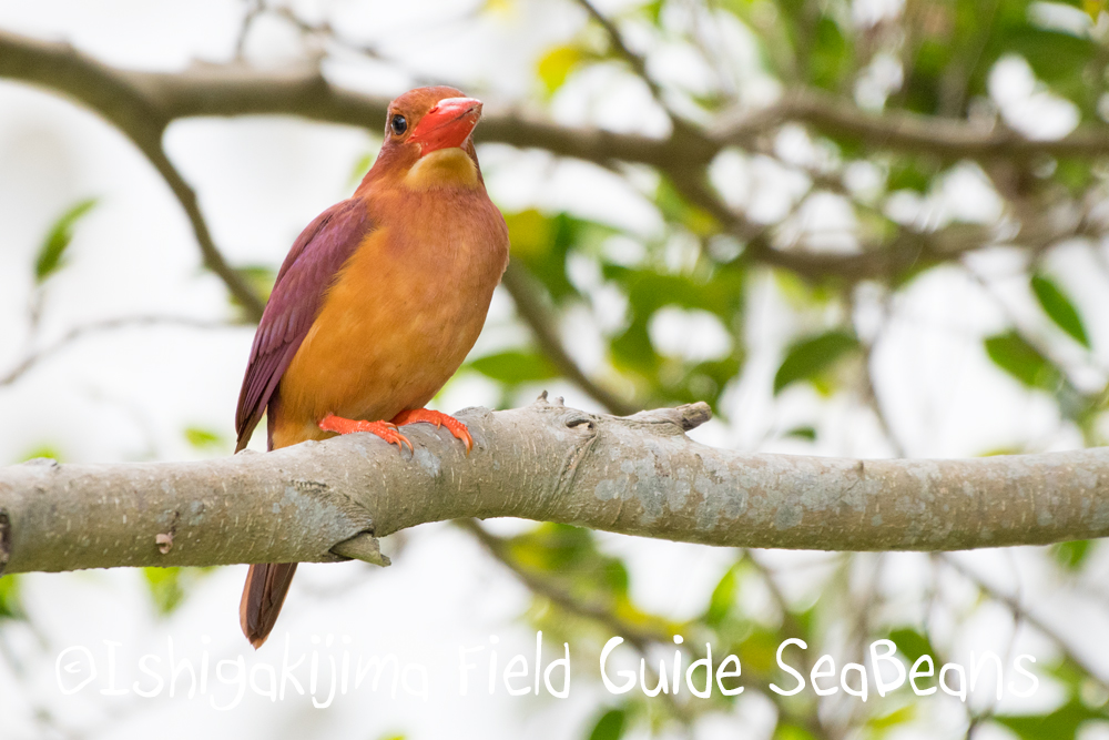 午後からはリュウキュウアカショウビン＆石垣島の野鳥たち。バードウオッチング＆野鳥撮影ガイド。