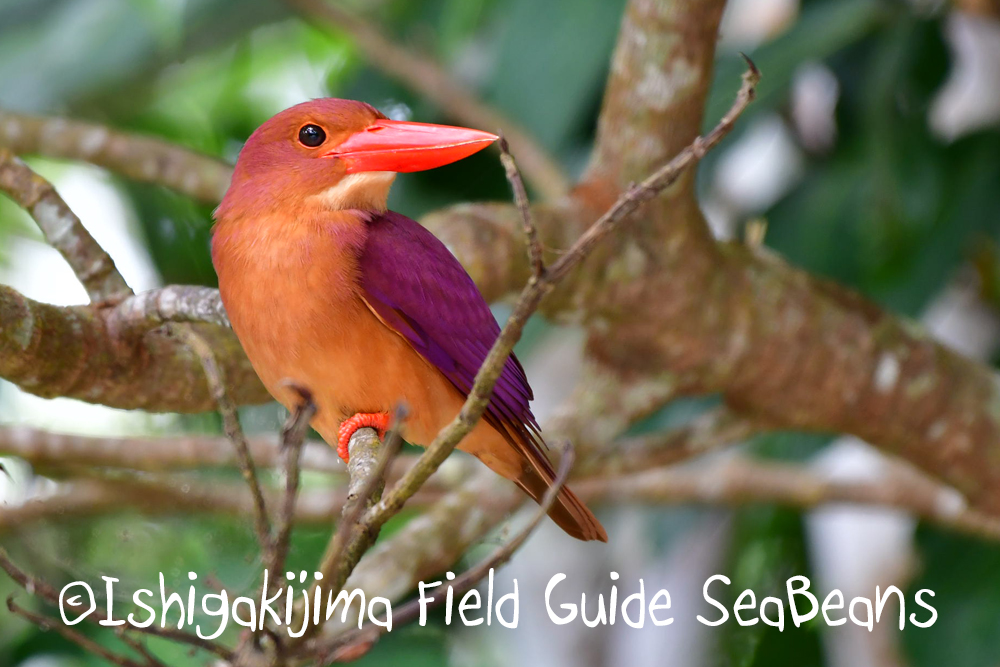 リュウキュウアカショウビンと石垣島の野鳥盛り沢山！！バードウオッチング＆野鳥撮影ガイド。