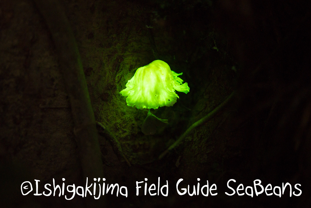 石垣島の光るキノコ、シロヒカリタケ、夜の自然観察と生き物探しのナイトツアー！！
