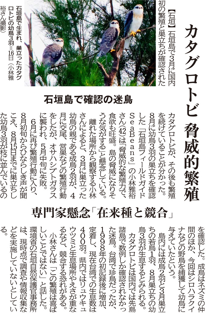 沖縄タイムス「カタグロトビ脅威的繁殖」