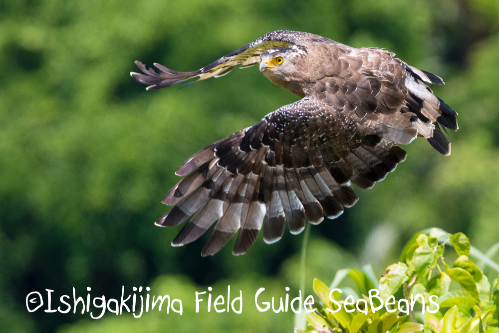 リュウキュウアカショウビンなど石垣島の野鳥達！！バードウオッチング＆野鳥撮影ツアー。