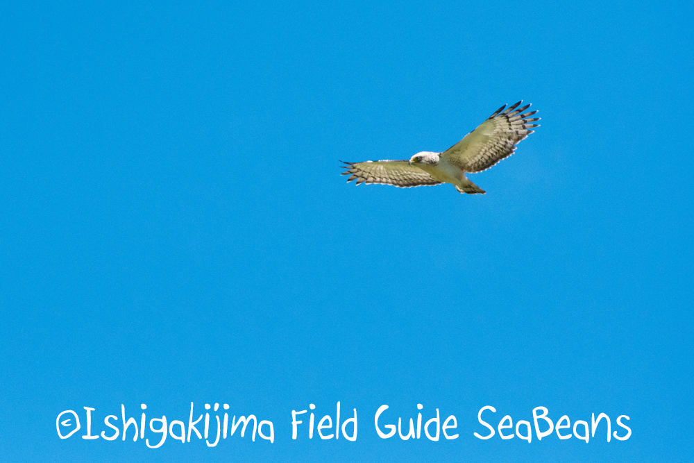 秋の石垣島は野鳥盛り沢山！！バードウオッチング＆野鳥撮影ツアー。