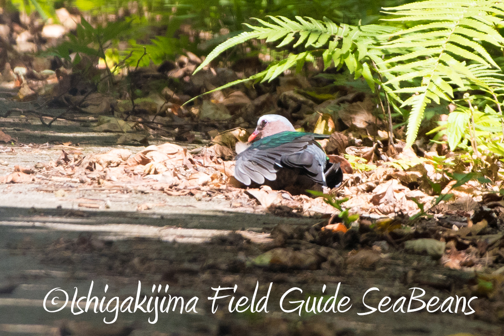 石垣島の野鳥とリュウキュウアカショウビンを求めて！！バードウオッチング＆野鳥撮影ガイド。