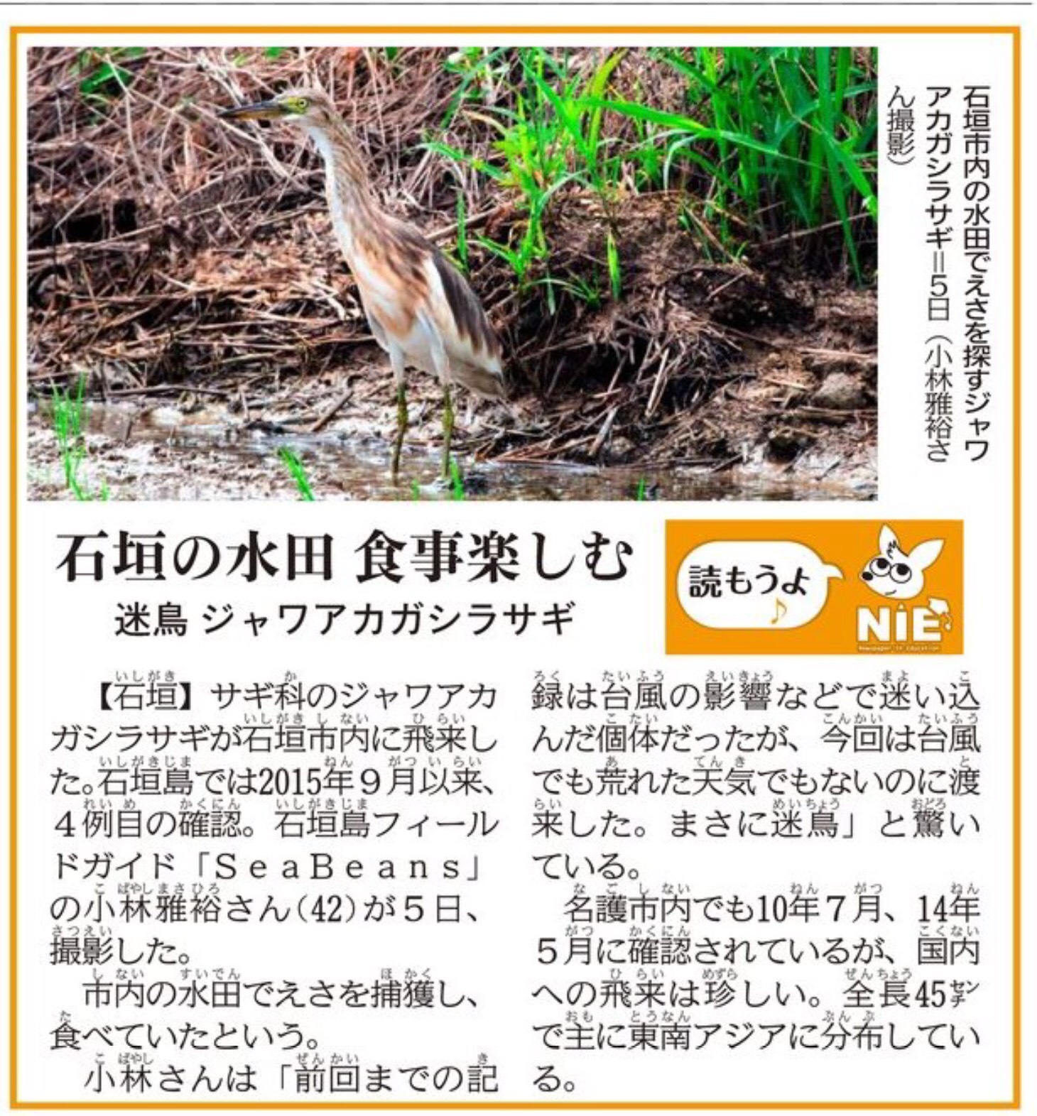 沖縄タイムス　朝刊　ジャワアカガシラサギ。