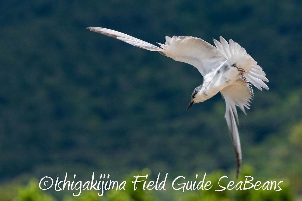 アカハラダカにカンムリワシ、秋の渡り鳥！！バードウオッチング＆野鳥撮影ガイド
