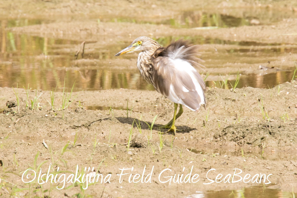 珍しい鳥と石垣島の野鳥を求めてのバードウオッチング＆野鳥撮影ガイド。
