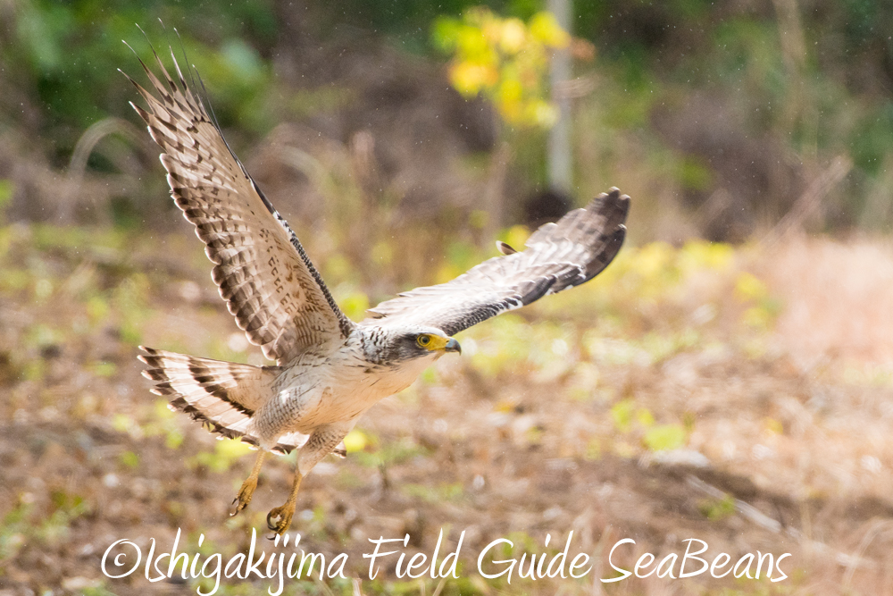 カンムリワシ幼鳥飛翔！！秋の渡り鳥をバードウオッチング＆野鳥撮影ツアー！！