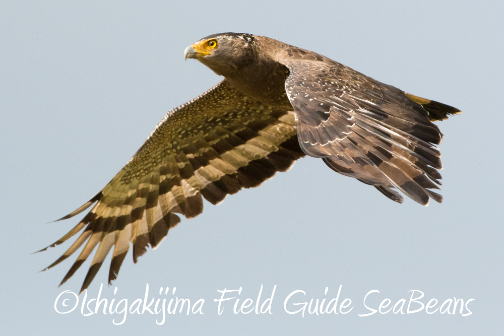カタグロトビとカンムリワシ飛翔と石垣島の野鳥たち。バードウオッチング＆野鳥撮影ガイド。